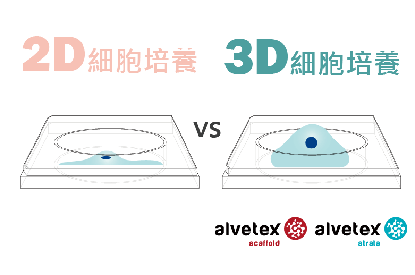 2d培養和3d培養差異比較 3d細胞培養模擬人體環境 世翔國際