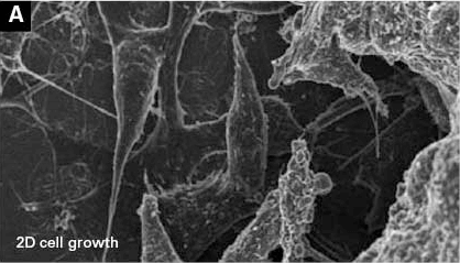 2d cell growth 2d cell growth
