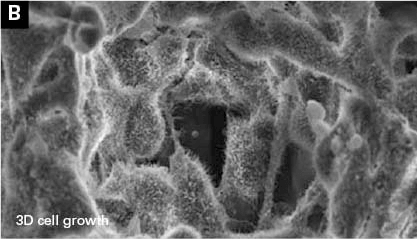 3d cell growth 3d cell growth