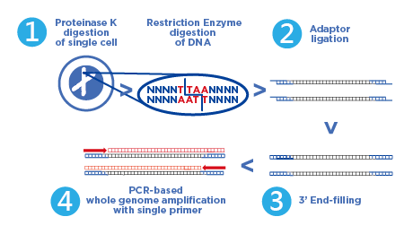 Ampli1 Kit procedure Ampli1 Kit procedure
