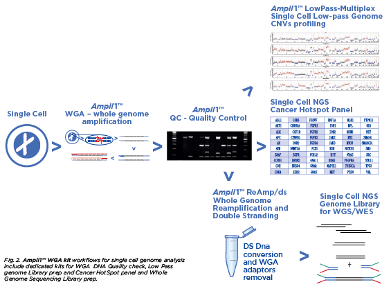 Ampli1 WGA kit workflows Ampli1 WGA kit workflows