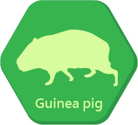 Guinea pig Guinea pig