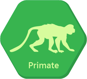 Primate Primate