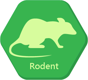 Rodent Rodent