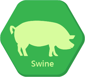 Swine Swine