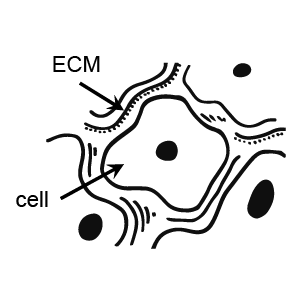 alvetex body cell power 01 alvetex body cell power 01