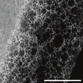 alvetex strata SEM alvetex strata SEM
