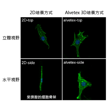 alvetex view cell type 01 alvetex view cell type 01