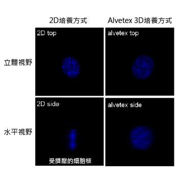 alvetex view cell type 02 alvetex view cell type 02