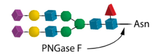 04 PNGase F 04 PNGase F