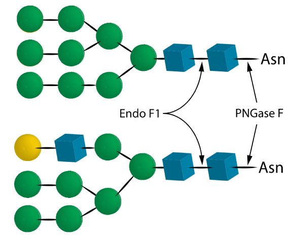 05 Endo F1 05 Endo F1
