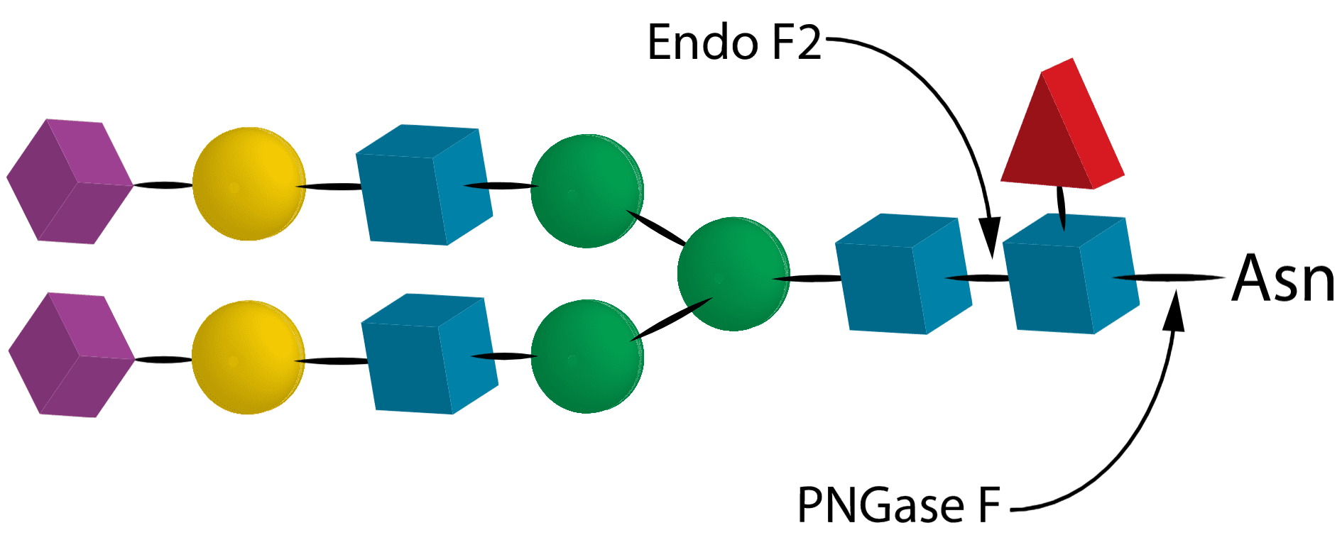 06 Endo F2 06 Endo F2