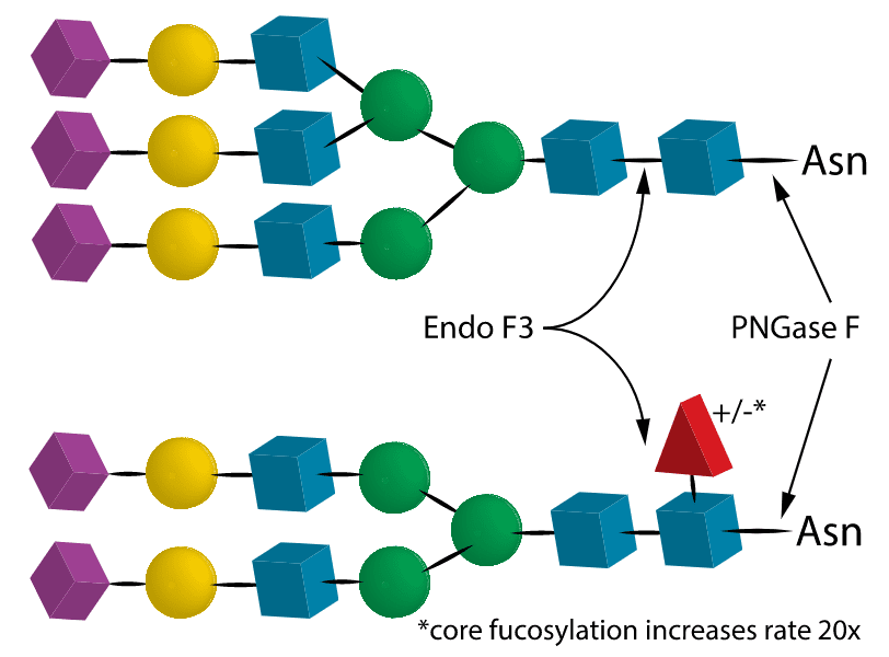 07 Endo F3 07 Endo F3