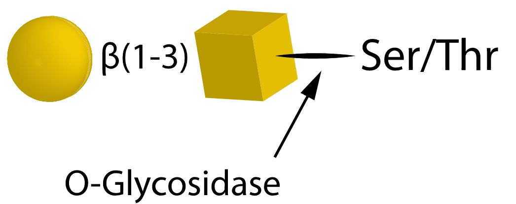 09 O Glycosidase 09 O Glycosidase