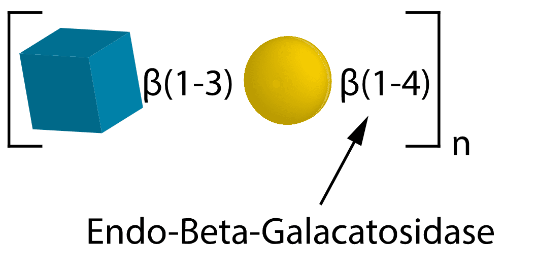 10 Endo β Galactosidase 10 Endo β Galactosidase