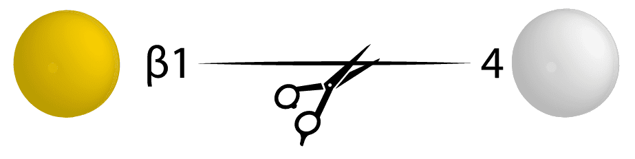 16 β1 4 galactosidase 16 β1 4 galactosidase