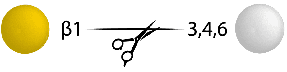 17 β1 346 galactosidase 17 β1 346 galactosidase