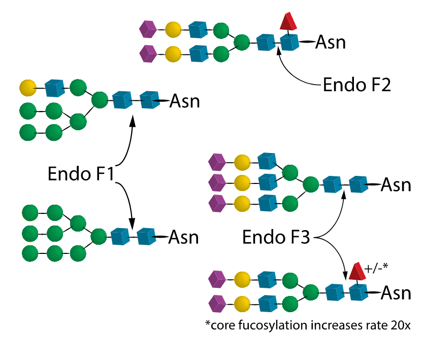 25 Endo F Muti Kit 25 Endo F Muti Kit