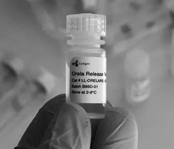 26 Orela O linked Glycan Release Kit 26 Orela O linked Glycan Release Kit