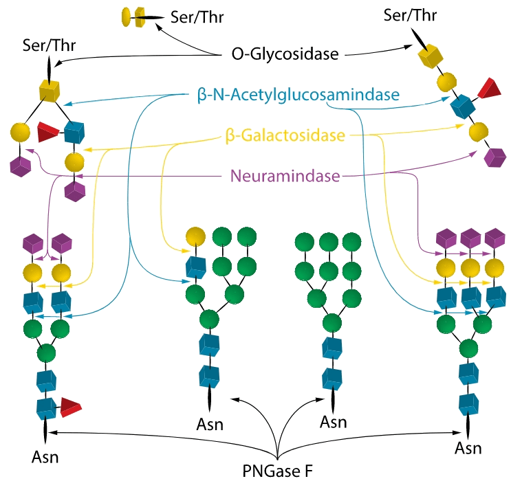 28 Liberate Membrane Glycan Release Kit 28 Liberate Membrane Glycan Release Kit