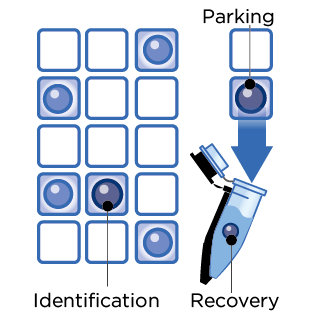 DEPArray NxT Recovery Workflow DEPArray NxT Recovery Workflow