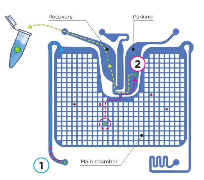 DEPArray NxT Select Recover Cells DEPArray NxT Select Recover Cells