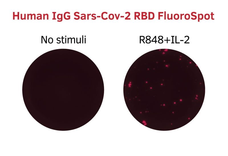 IgG SARS CoV 2 RBD FluoroSpot IgG SARS CoV 2 RBD FluoroSpot