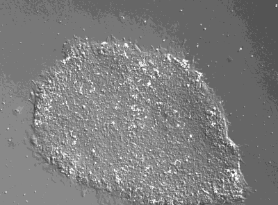 NutriStem Fig1 NutriStem Fig1