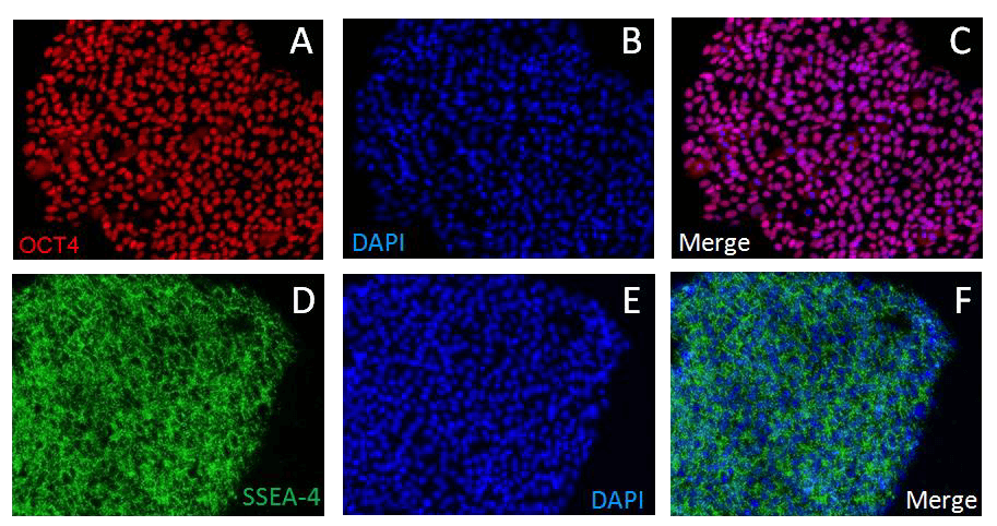 NutriStem Fig2 NutriStem Fig2