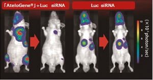 RS03 transfection kit pic02 RS03 transfection kit pic02