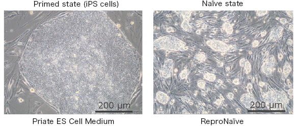 RS11 repronaive pic01 RS11 repronaive pic01