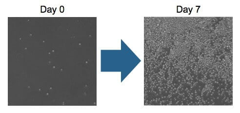 RS12 reprohsc pic01 RS12 reprohsc pic01