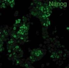 RS14 pluripotency markers amna RS14 pluripotency markers amna