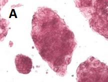 RS14 pluripotency markers pic01 RS14 pluripotency markers pic01