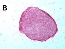 RS14 pluripotency markers pic02 RS14 pluripotency markers pic02