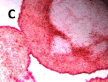RS14 pluripotency markers pic03 RS14 pluripotency markers pic03