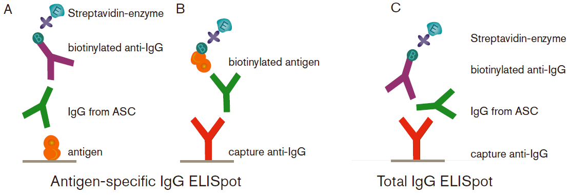 RS22 B Cell ELISpot pic02 RS22 B Cell ELISpot pic02