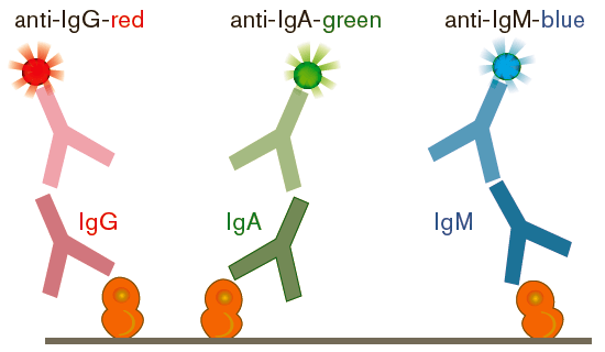 RS22 B Cell ELISpot pic04 RS22 B Cell ELISpot pic04
