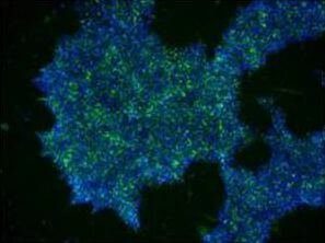 RS56 StemRNA NM Reprogramming Kit Pic01 RS56 StemRNA NM Reprogramming Kit Pic01