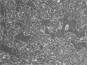 RS56 iMatrix 511 iPS RS56 iMatrix 511 iPS