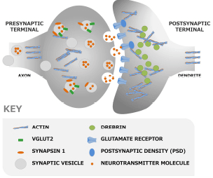 ReproNeuro MQ medium Fig04 ReproNeuro MQ medium Fig04