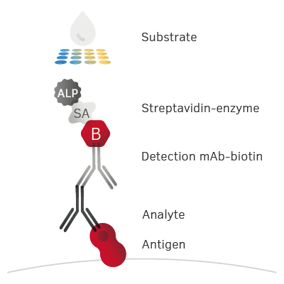 Schematic Illustrations Antigen Specifi c ELISA Schematic Illustrations Antigen Specifi c ELISA