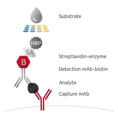 Schematic Illustrations Cytokine Apolipoprotein Schematic Illustrations Cytokine Apolipoprotein