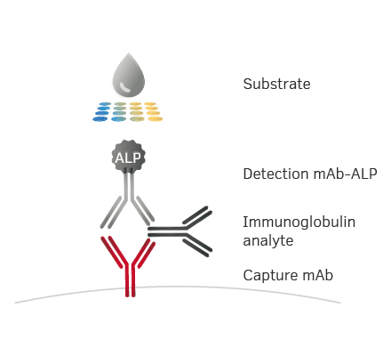 Schematic Illustrations Immunoglobulin Schematic Illustrations Immunoglobulin