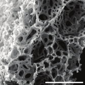 alvetex scaffold SEM alvetex scaffold SEM