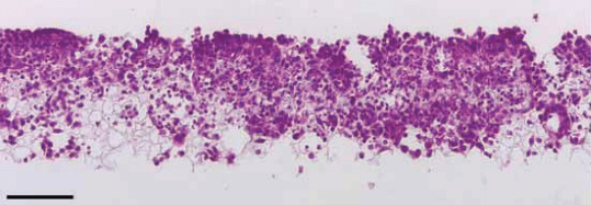 alvetex scaffold image alvetex scaffold image