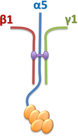laminin 511 pic01 laminin 511 pic01