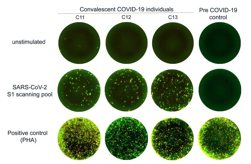 sars cov2 scanning pool fluorospot sars cov2 scanning pool fluorospot