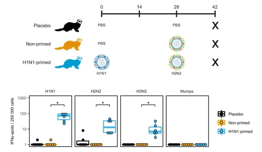 Mabtech ELISpot Ferret Mabtech ELISpot Ferret