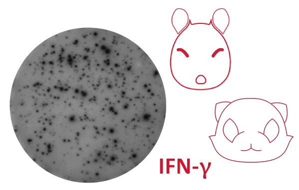 Mabtech ELISpot IFN gamma Mabtech ELISpot IFN gamma